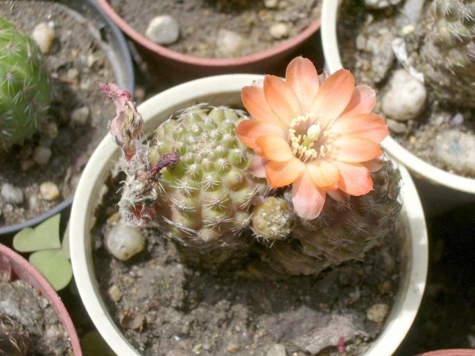 Mediolobivia pygmaea - cactusi