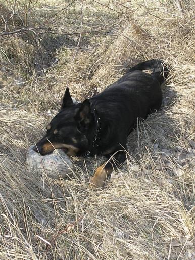 P3040081 - Nero-Rasa Beauceron