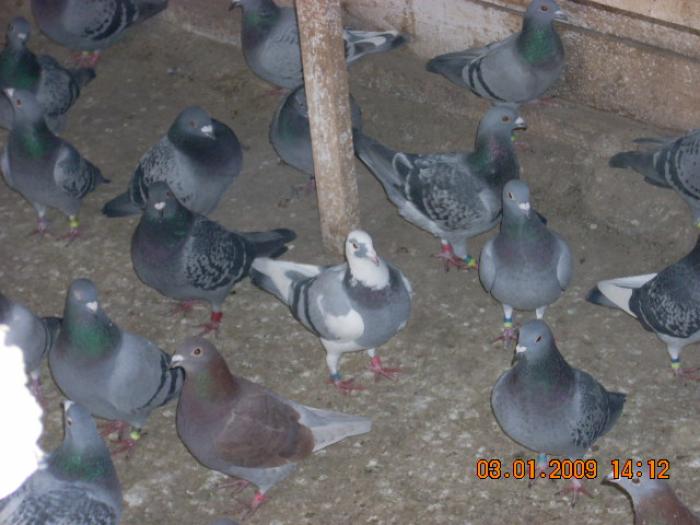 DSCN1904 - porumbeii mei de anul 2008-2009