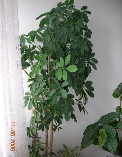 Schiflerra - plante apartament