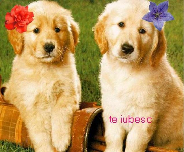 Doi catei - poze animale