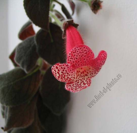 Kohleria Prince Albert 10