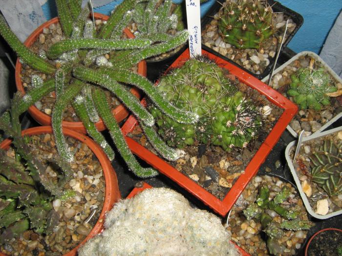 IMG_1989 - Cactusi 2009