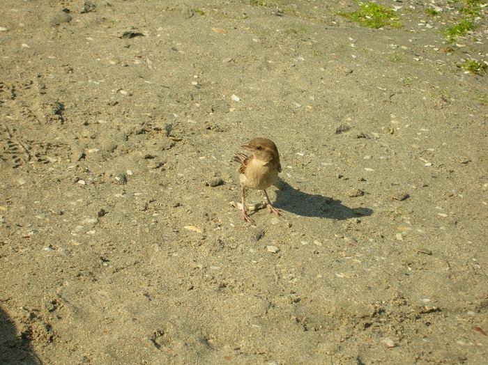 DSCN5541 - animalute-pasari