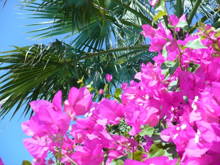 Bougainvillea