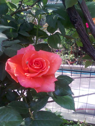 Imagine0254 - trandafiri
