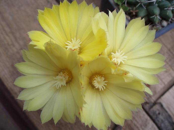 Parodia cardenasii