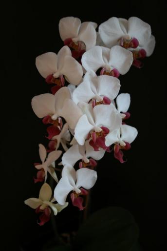 phalaenopsis  - orhidee