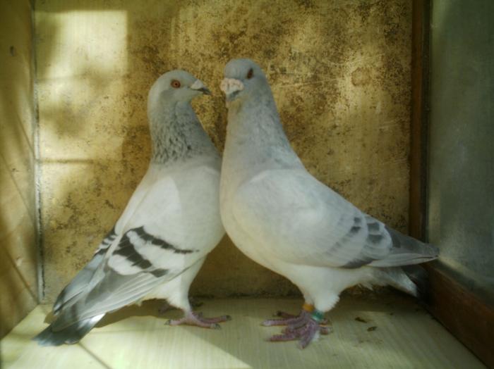 IMAG0041 - 7 Porumbeii pe care i-am avut