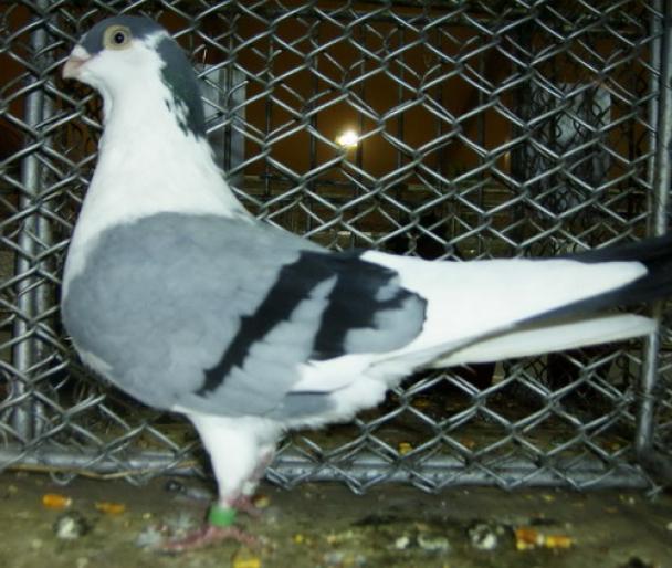 galatean 2 - 1501 Expo Timisoara 2006