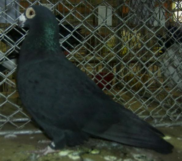 Carrier negru - Culorile Porumbeilor NET