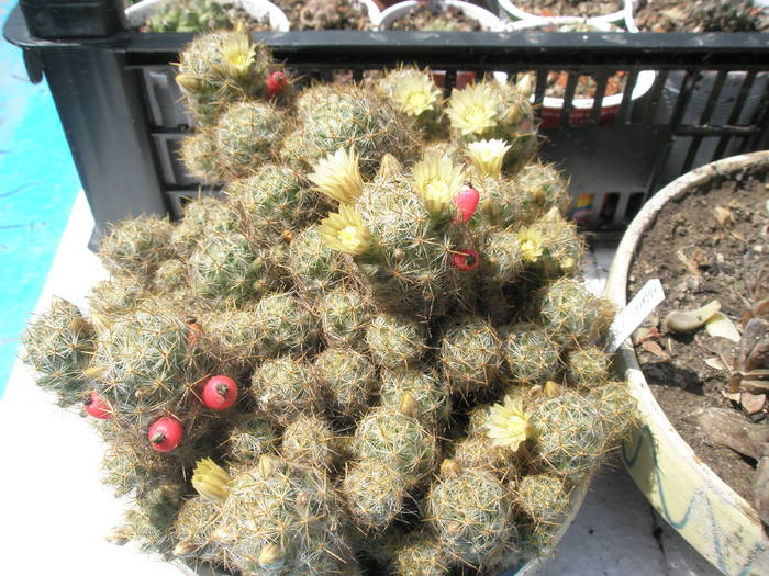 Mammillaria prolifera la castron - Mammillaria
