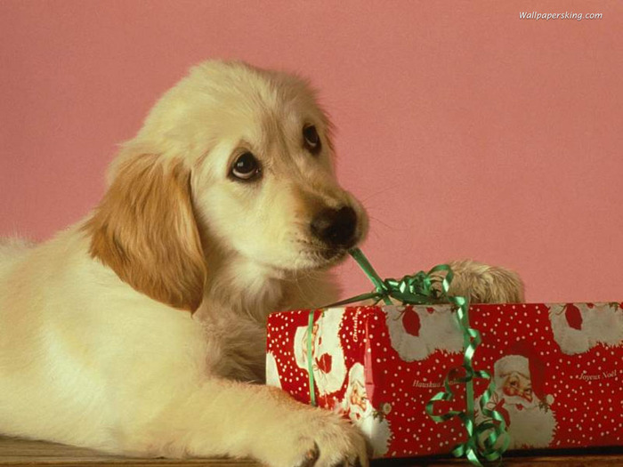 Christmas Wallpapers (280)