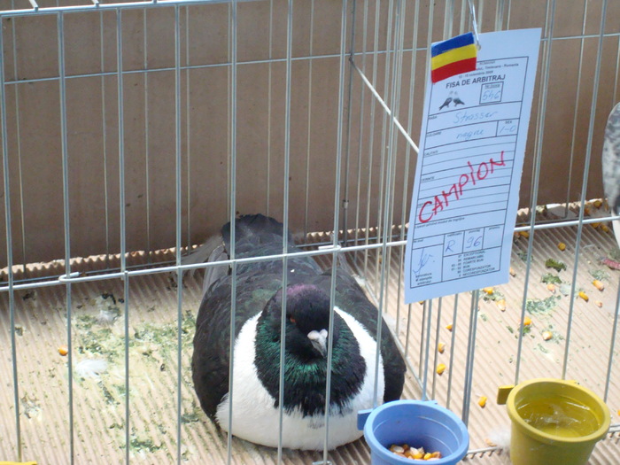 DSC04870 - Campioni de toate rasele la Expo Fauna Banatului 2009 Timisoara