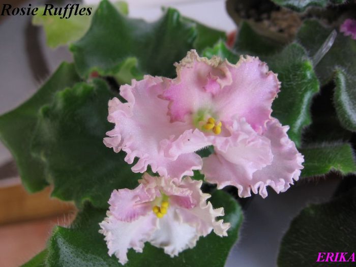 Rosie Ruffles (v) 2009 maj 26