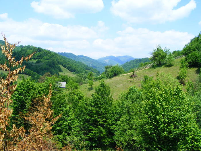 DSCF1016