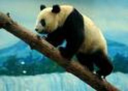 567n56n7 - ursuleti panda
