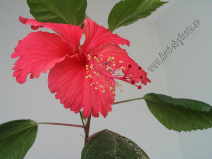 Hibiscus Surinam 4