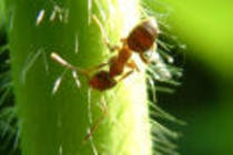 furnica2 - poze insecte
