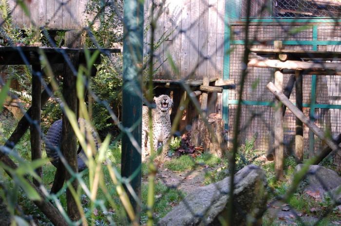 DSC_0069 - zoo amneville