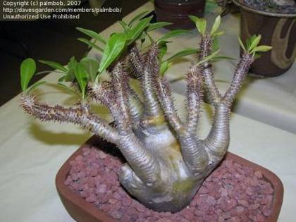 pachypodium-mikea - plante cu caudex