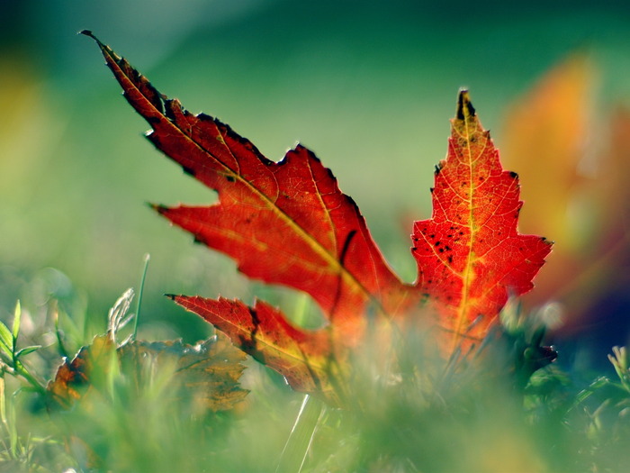 nature (58)