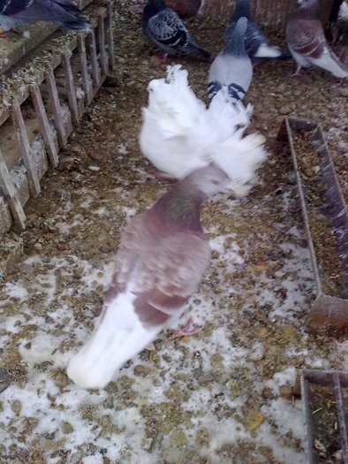 Imagine0050 - VOIAJORI