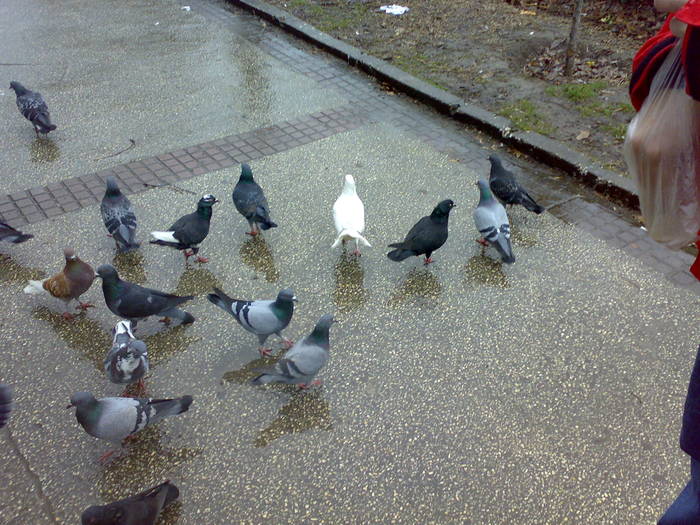 070320091855 - 18a Constanta 1