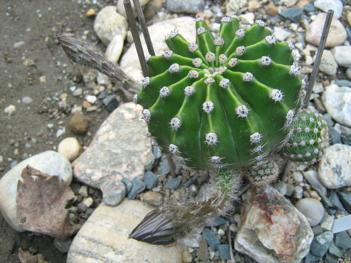 IMG_1015 - Cactusi la mosie14 sept 2009