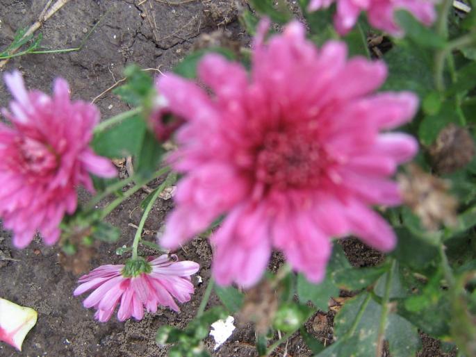 picture 319 - flori de gradina 2008