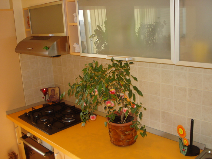 FICUS BENJAMIN