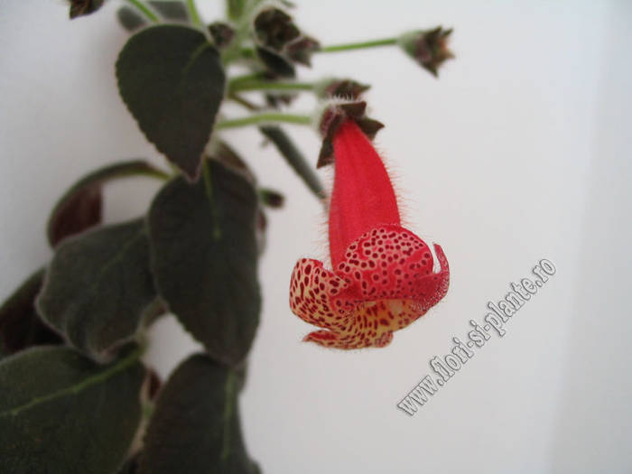 Kohleria Prince Albert 5 - KOHLERIA I