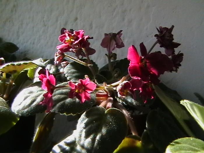 IMGA0565 - violete 2009