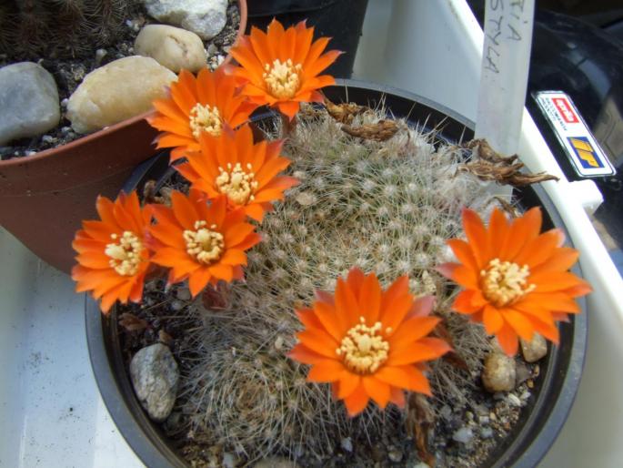 Rebutia flavystila - CACTUSI - ANUL 2008