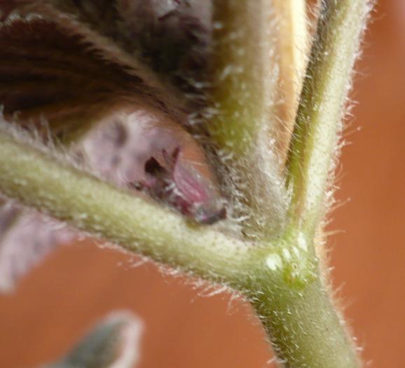 boboci - Episcia 2009 - 2010 - 2012 - 2014