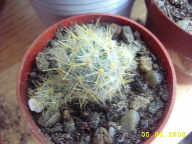 Mam.Prolifera1 - Mammillaria