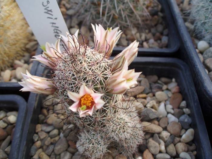 12iunie 011 - Cactusi la Constanta