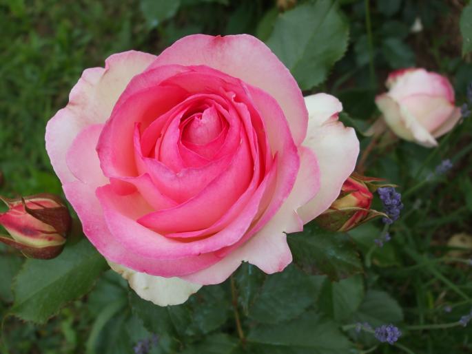 Eden Rose - trandafiri