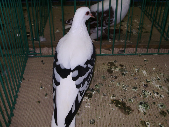 9439a rb 0 - 1507 partea 4