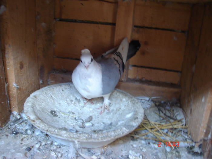 93 - C Porumbei Blueti si Satineti Vechi