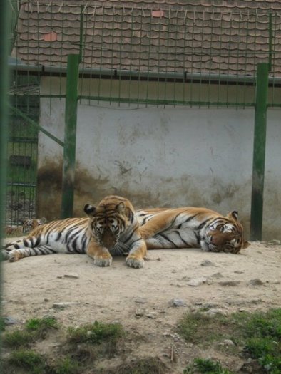 04_07_2008_gradina-zoologica-se-extinde-cu-inca-un-hectar_7551