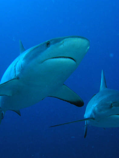 Shark%20duo[1] - animale acvatice