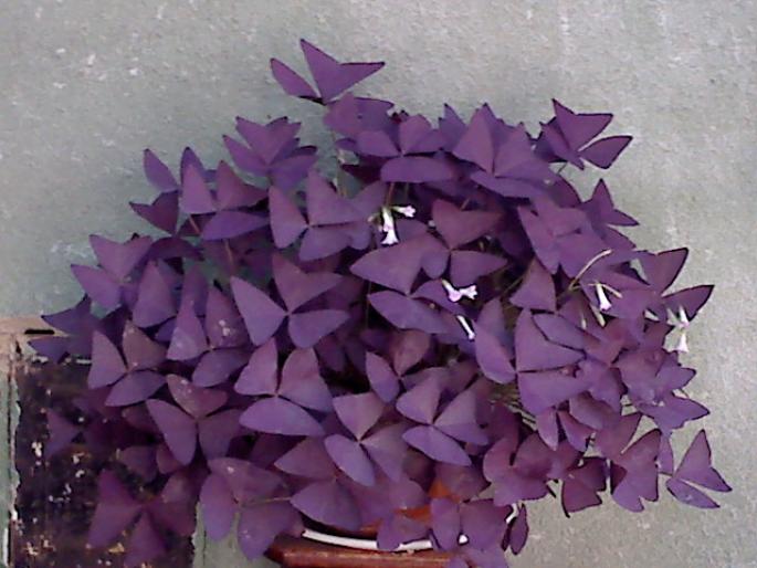 OXALIS TRIANGULARIS - FLORI 2008