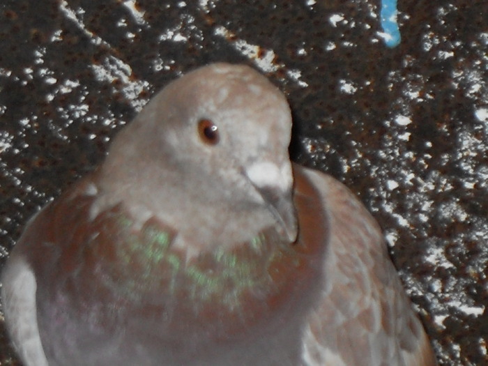 SDC11136 - porumbei voiajori