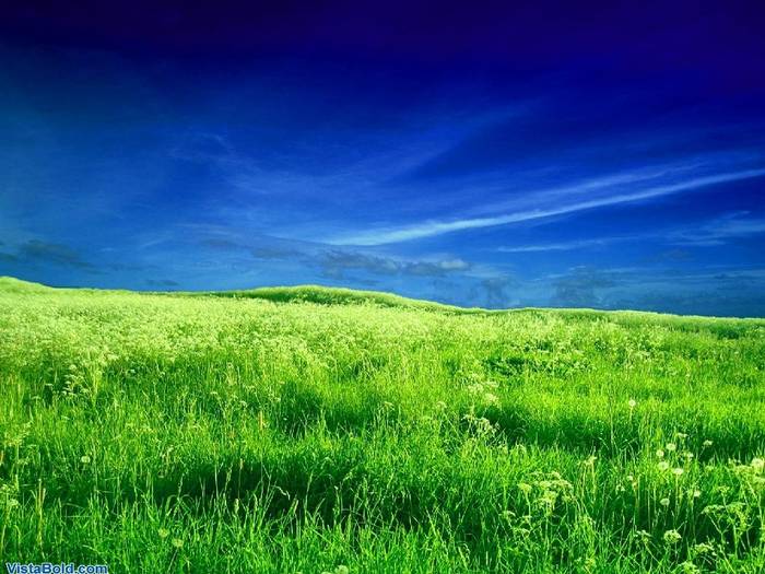 8604_Newzealand-field - POZE DESKTOP