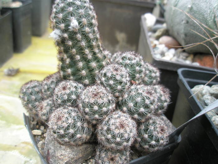 P6010100 - plantele lui George Nitu