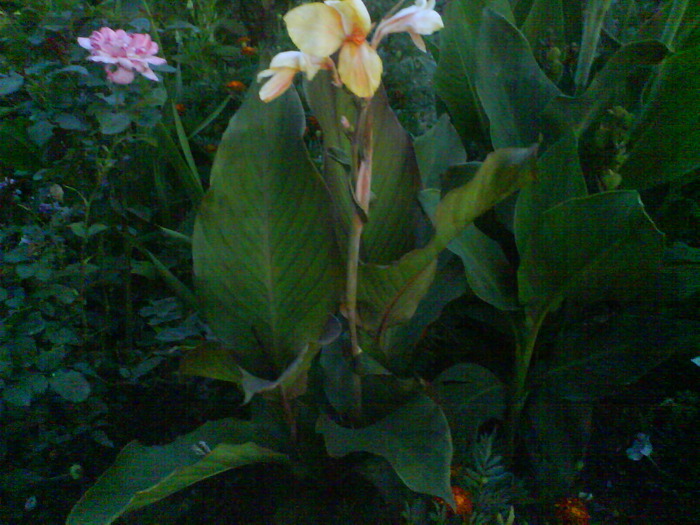 DSC01132 - canna indica 12 cul