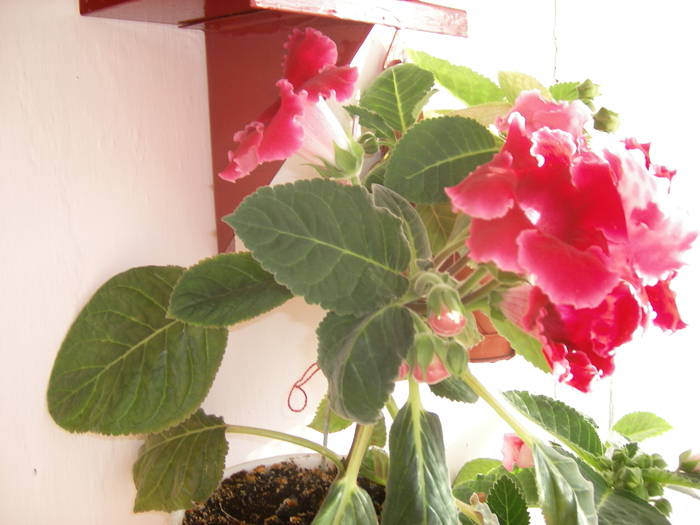 Gloxinie rosie creata