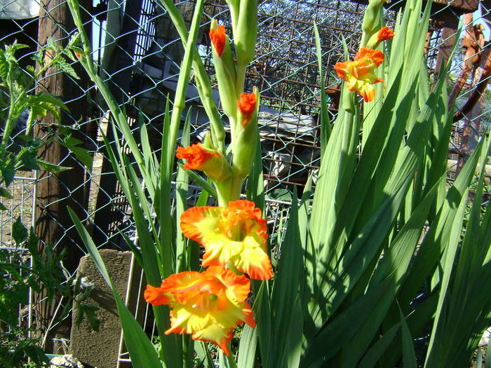 DSC01889 - gladiole