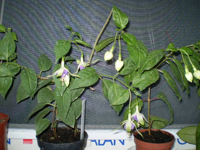 P6161978 - fucsia 2009-2010